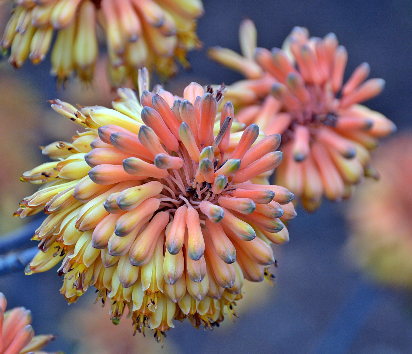 Aloe camperi 15-25cm