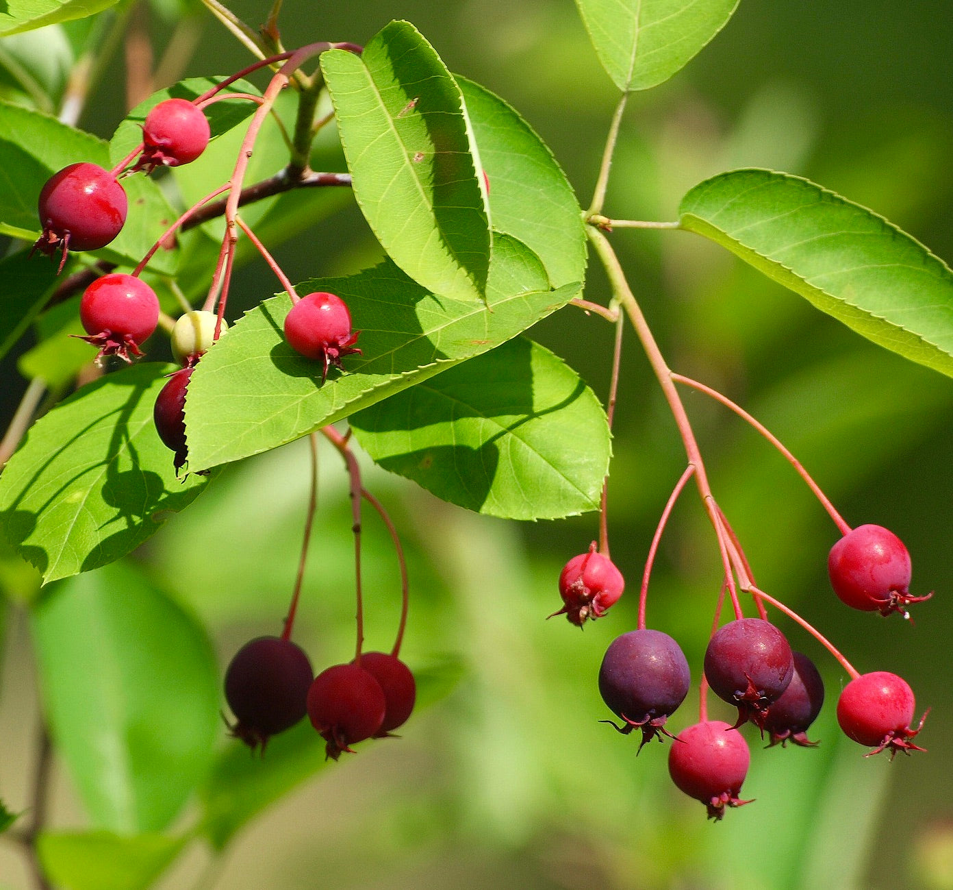 Amelanchier canadensis SEEDS