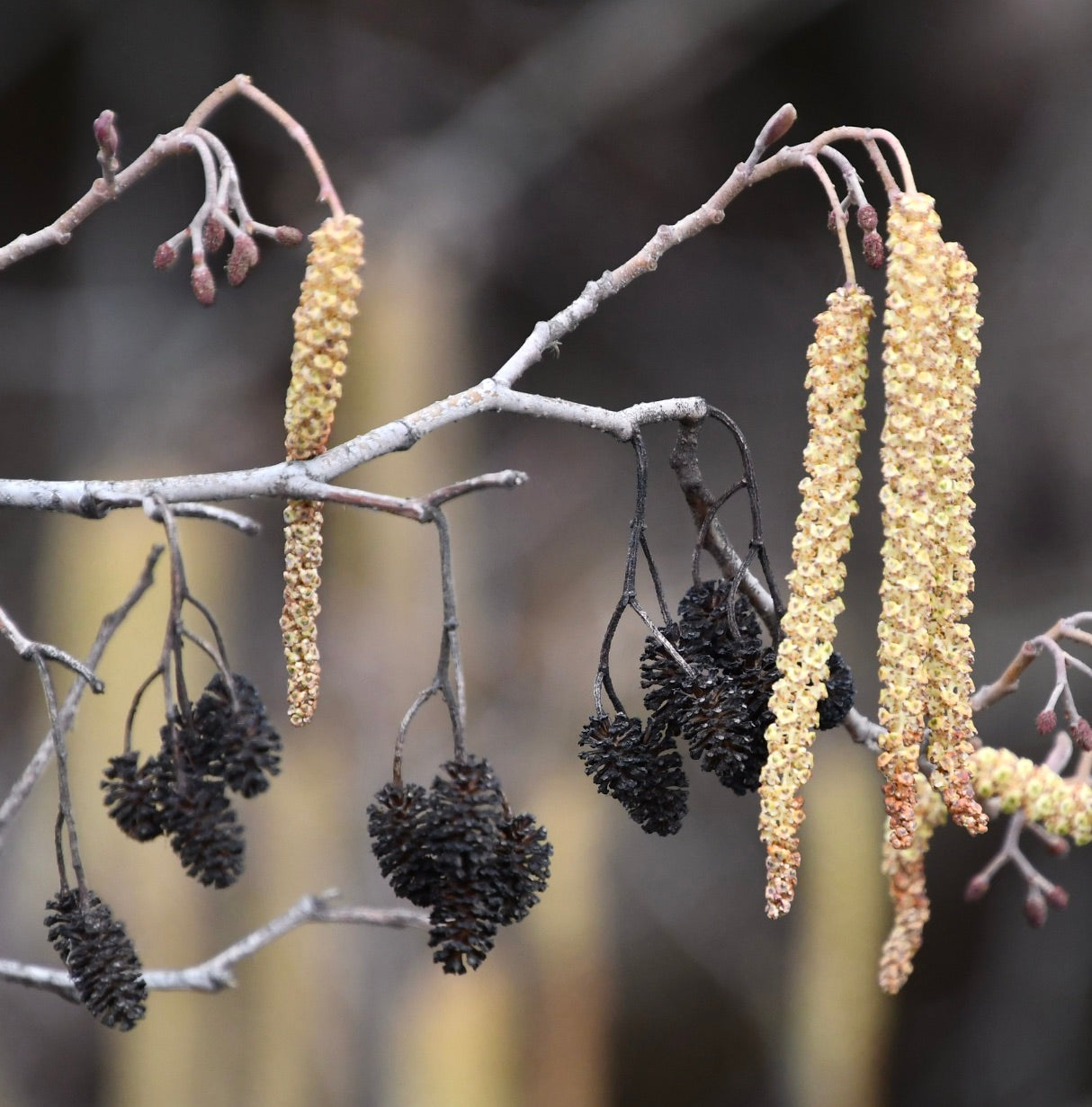 Alnus glutinosa SEEDS