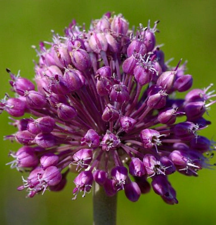 Allium commutatum SEEDS