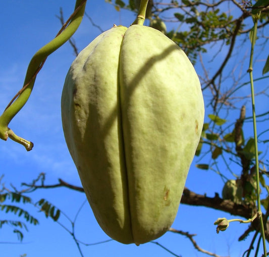 Araujia sericifera SEMI