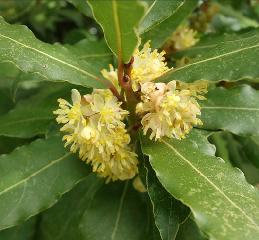 Laurus nobilis 30-90cm