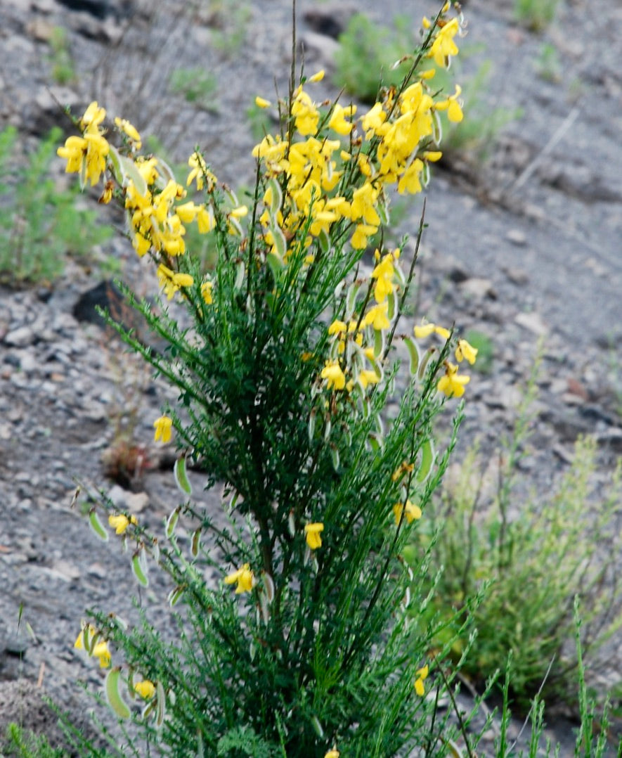 Cytisus scoparius var. vesuvianum (from VESUVIO Vulcano) 50-80cm