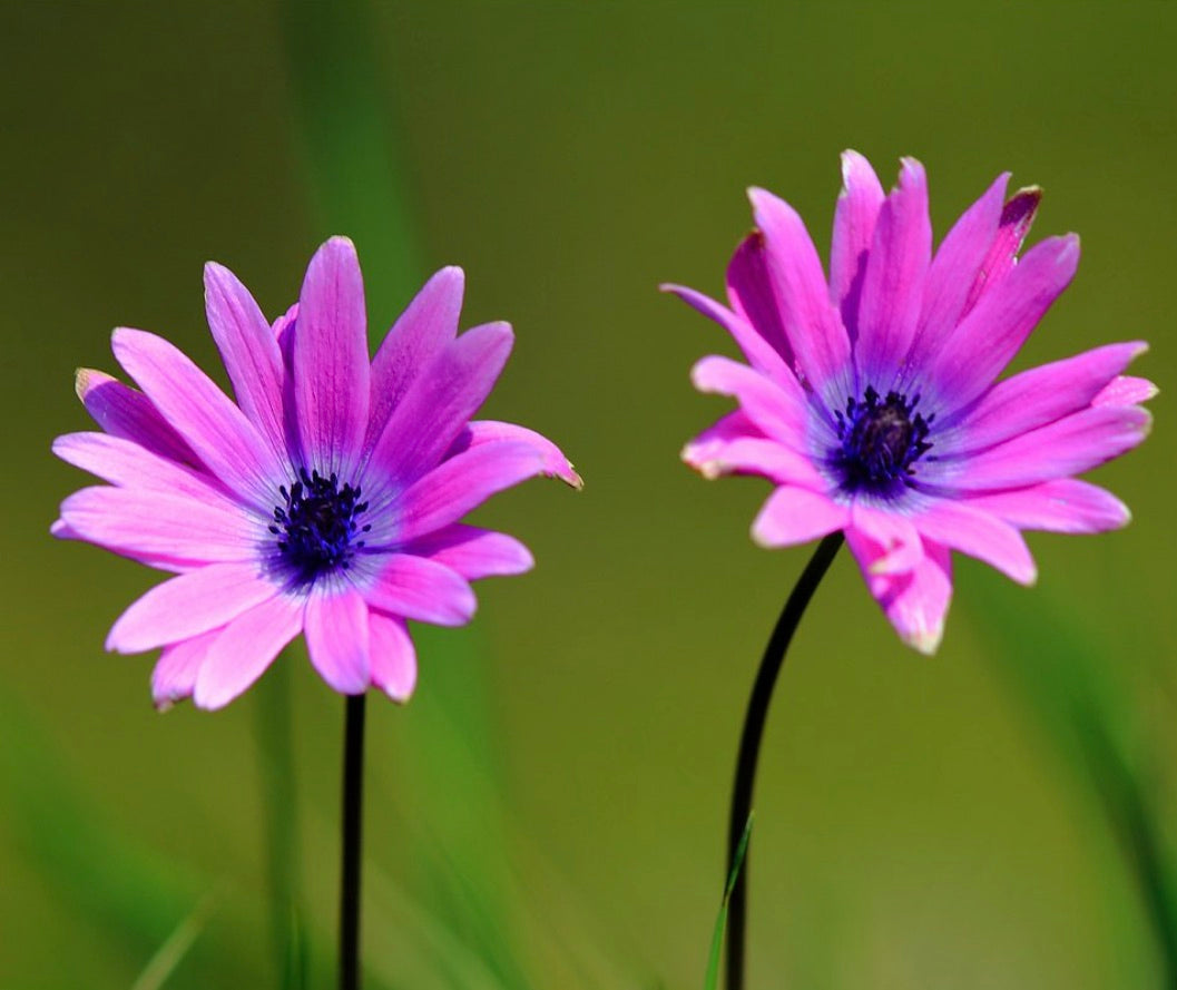 Anemone hortensis SEMI