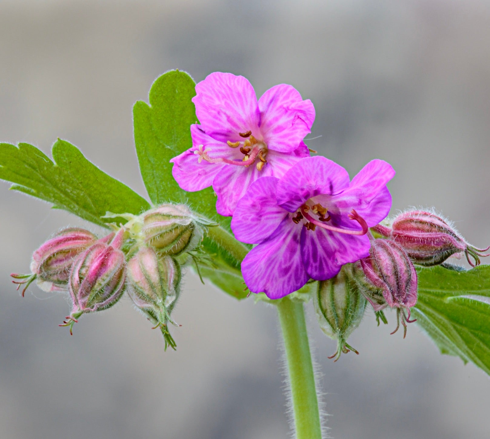 Geranium Botany Geranium macrorrhizum 10-15cm