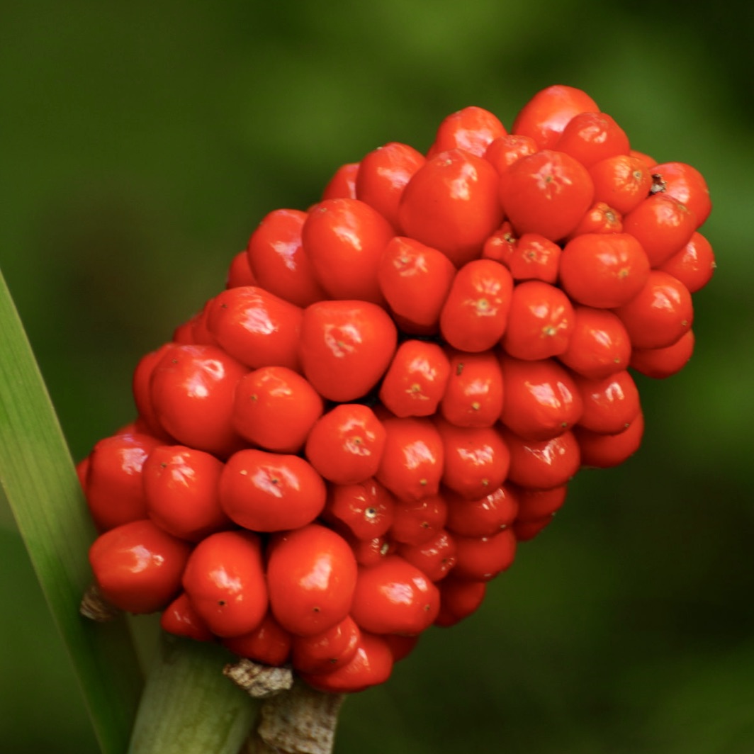 Arum italicum SEEDS