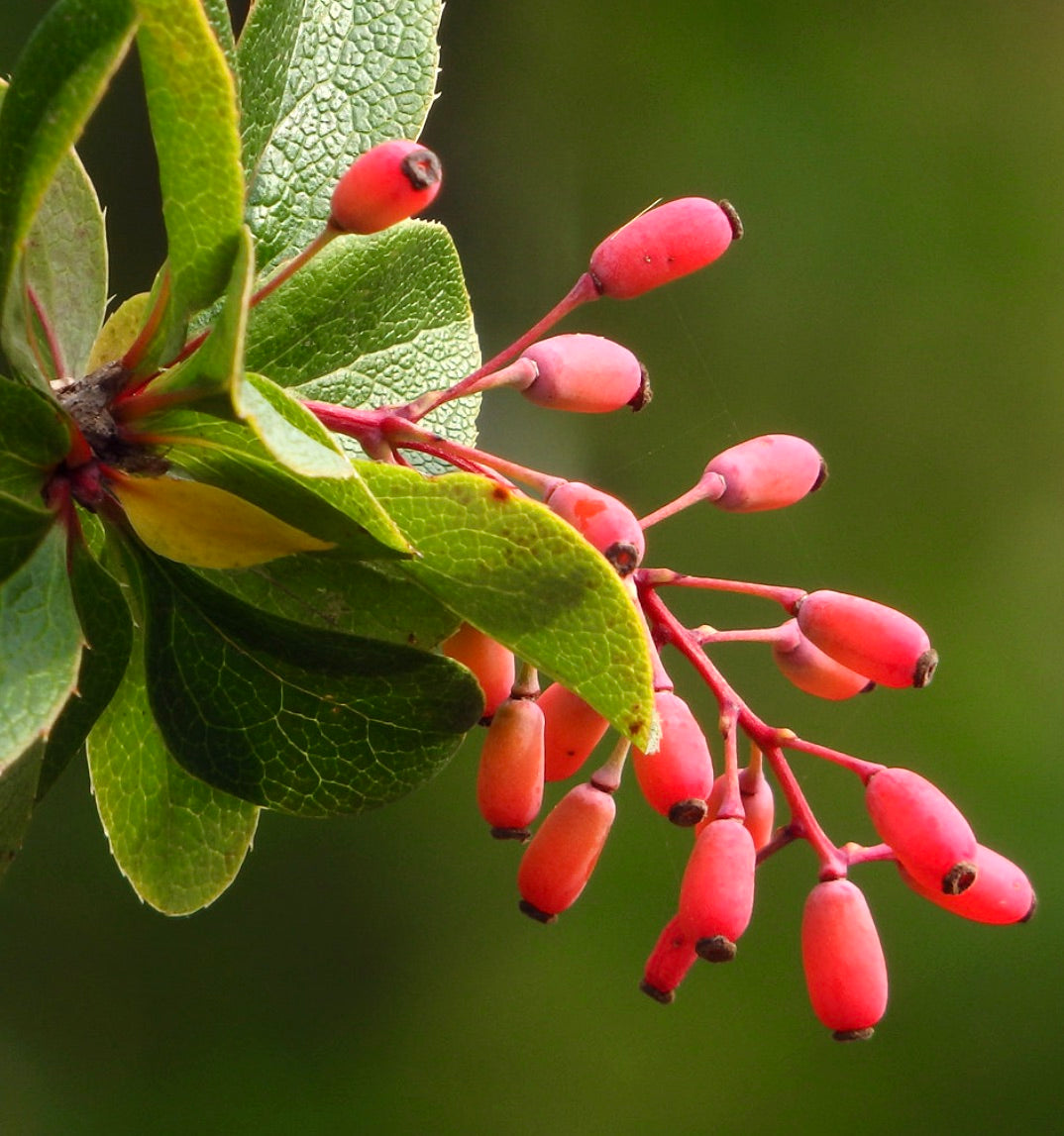 Berberis vulgaris SEMI