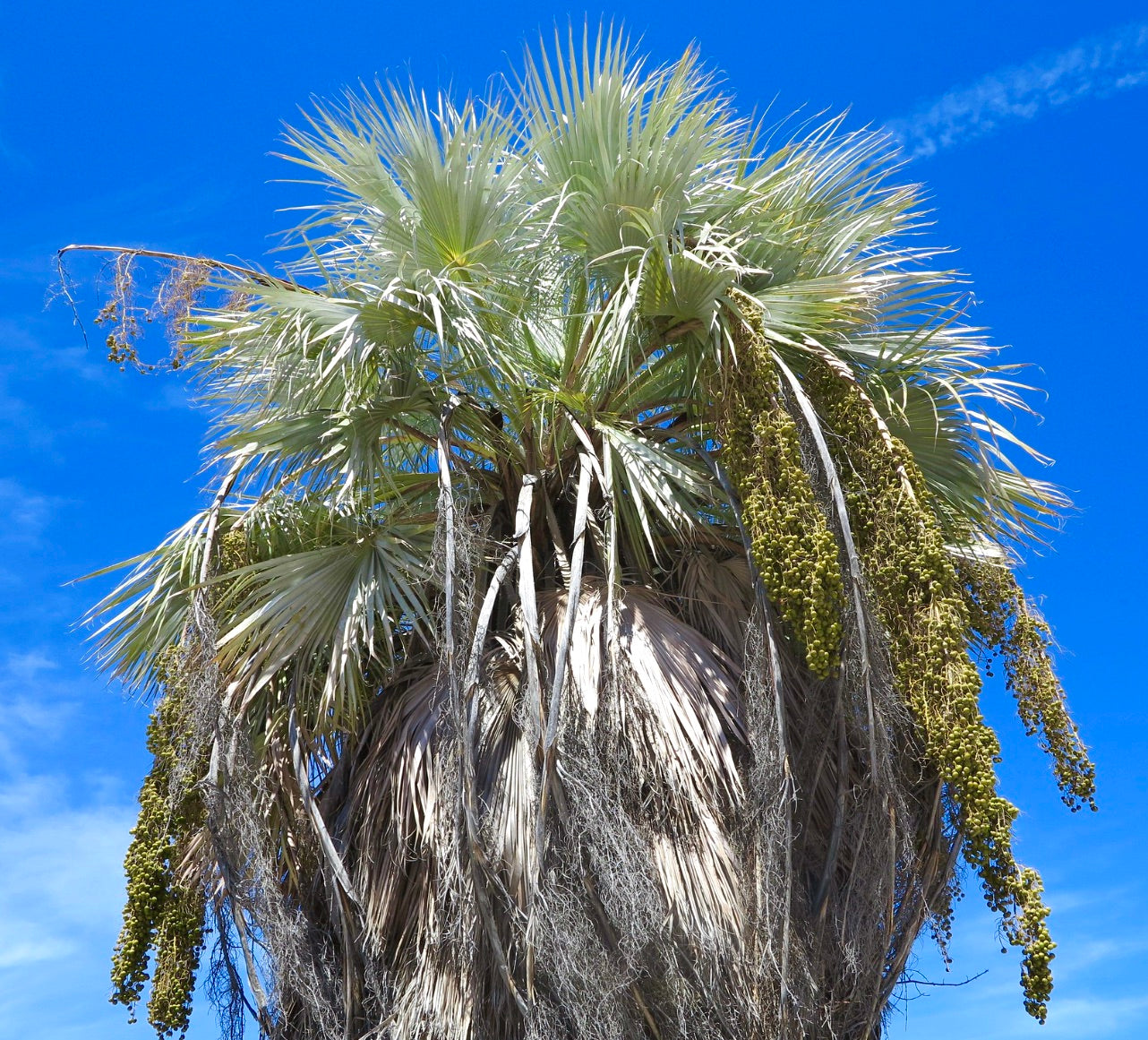 Brahea armata SEEDS