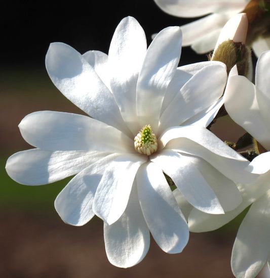 Magnolia stellata 50-70cm