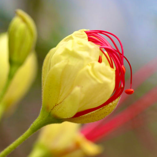 Caesalpinia gilliesii SEMI