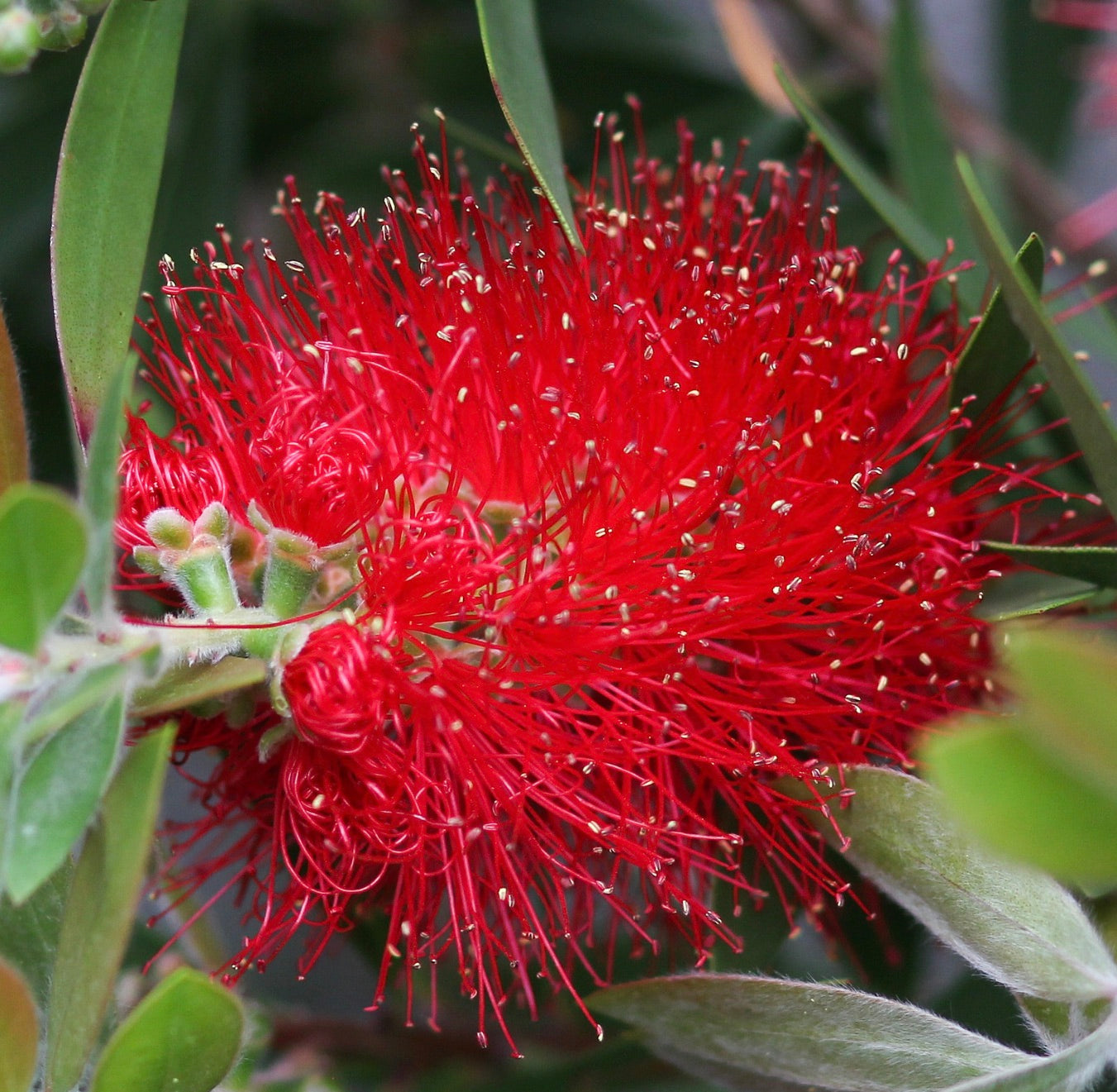 Callistemon citrinus SEEDS