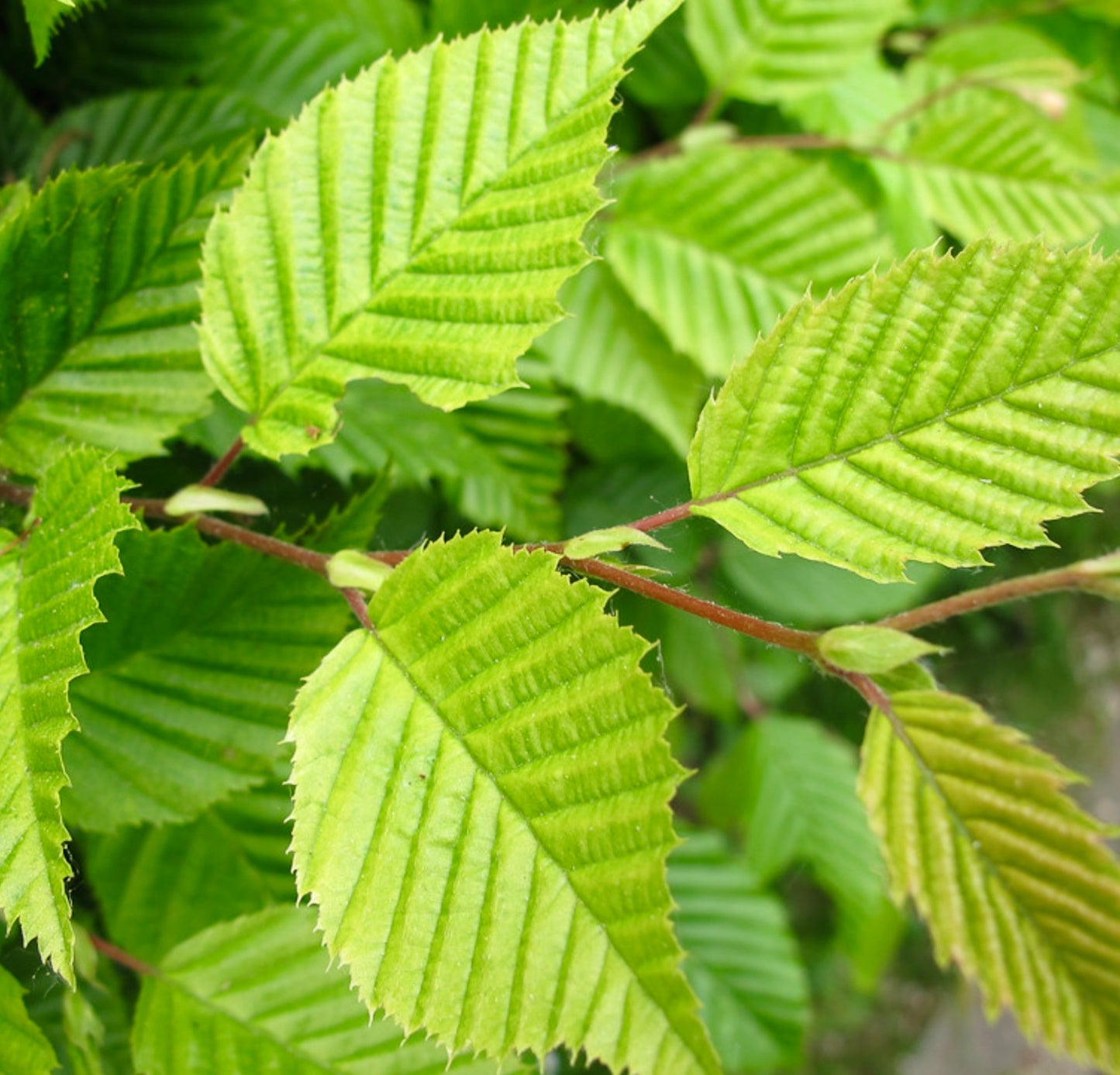 Carpinus betulus cv "fastigiata" 100-150cm