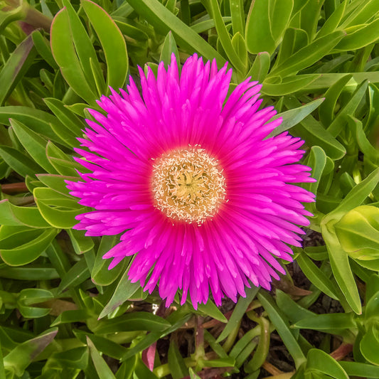 Carpobrotus edulis 15-20cm