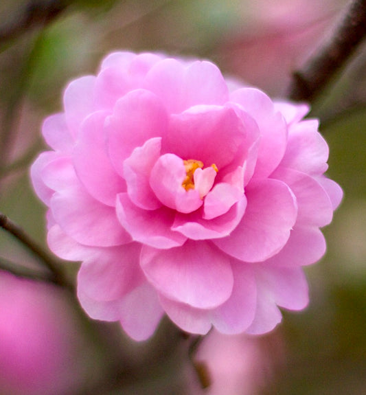 Camellia sasanqua cv "Marylin" 40-50cm