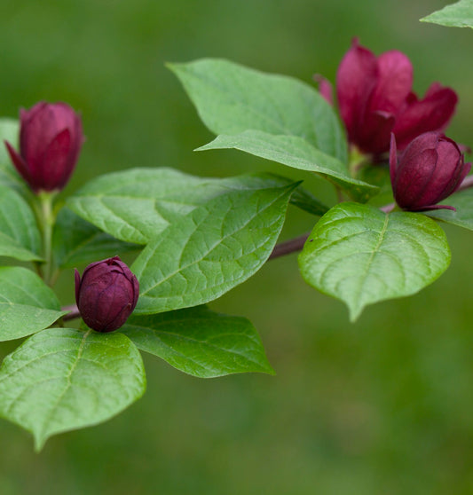 Calycanthus x raulstonii cv. "Hartlage Wine" 60-80cm