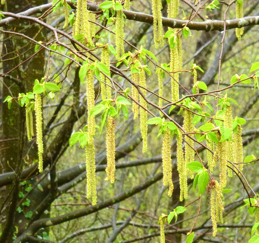 Ostrya carpinifolia 30-70cm