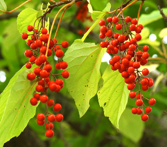 Idesia polycarpa 100-120cm