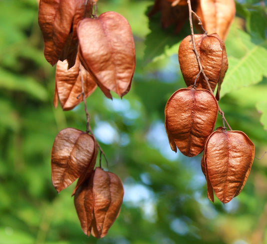 Koelreuteria paniculata 15-20cm