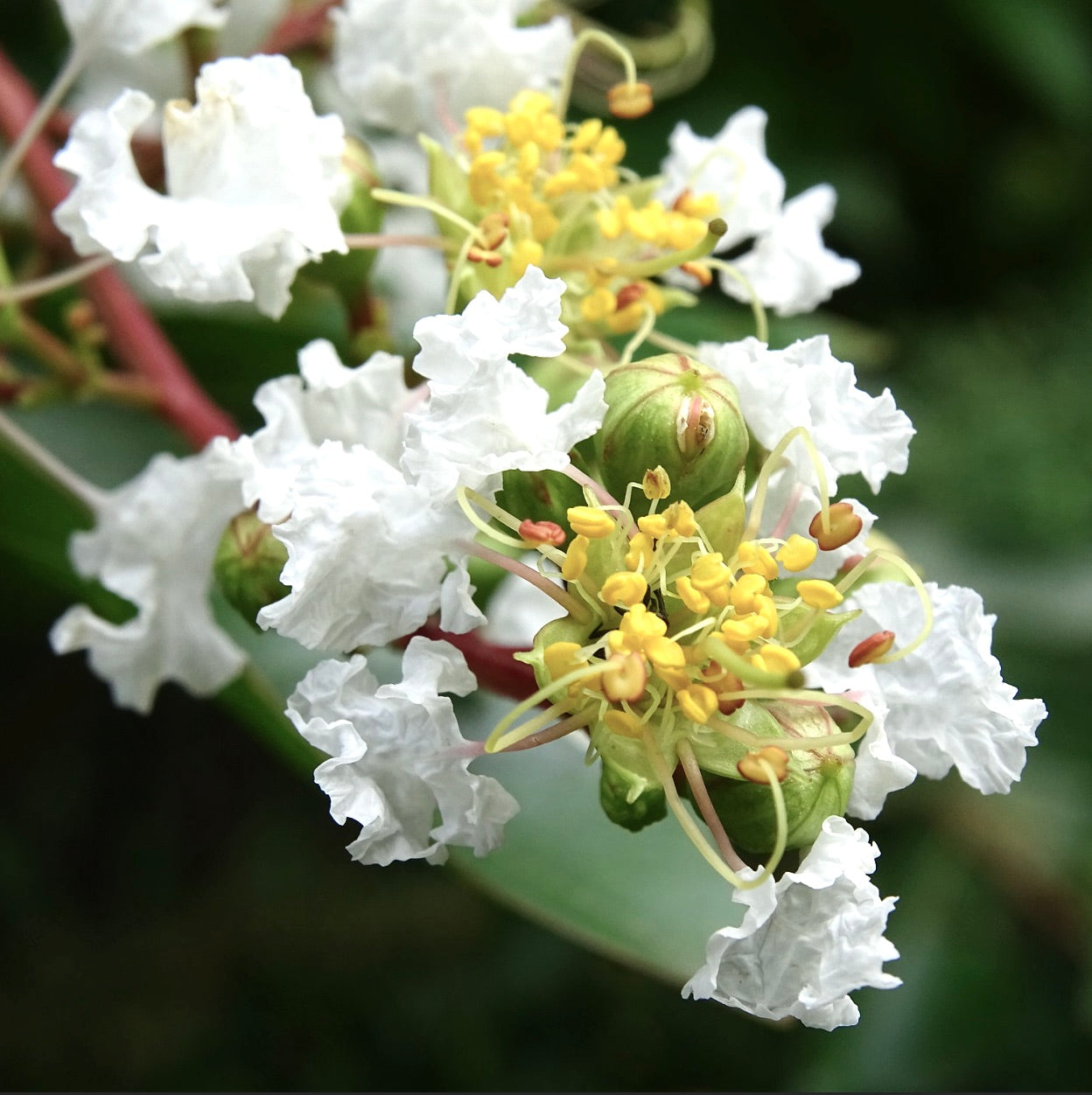 Lagerstroemia indica cv PETIT SNOW white flower 100-130cm