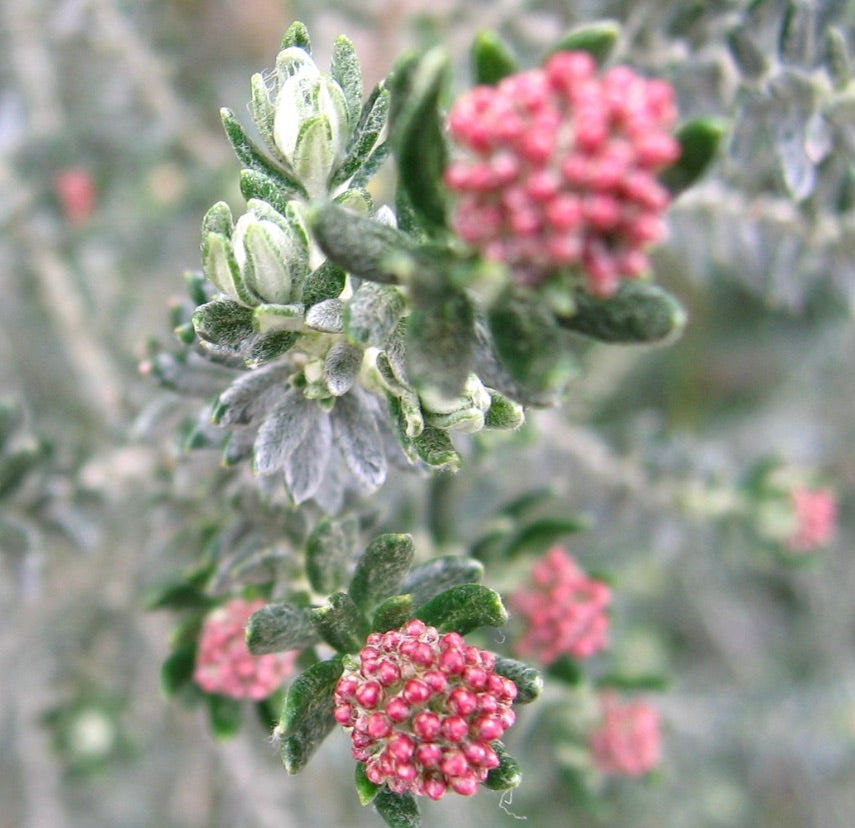 Ozothamnus rosmarinifolius 50-90cm