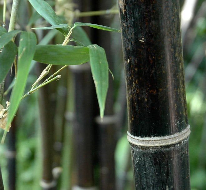 Phyllostachys nigra 70-100cm