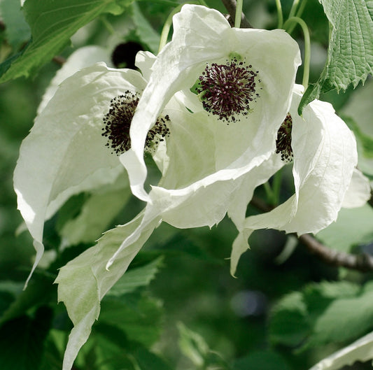 Davidia involucrata 150-200cm