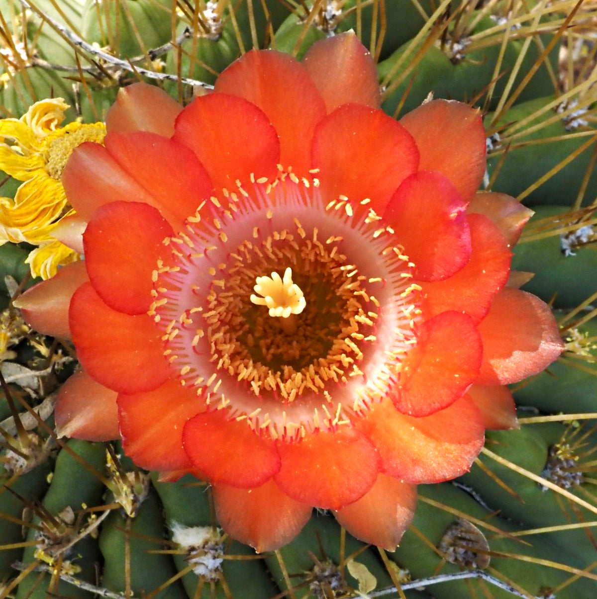 Lobivia bruchii SEEDS