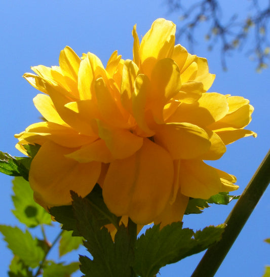 Kerria japonica cv "pleniflora"