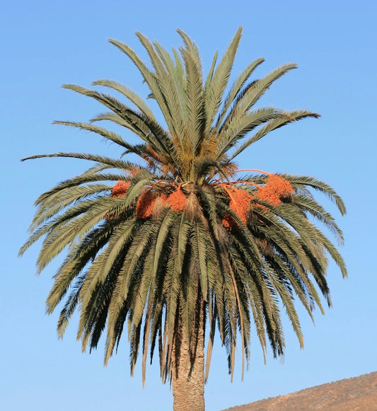 Phoenix canariensis 20-40cm