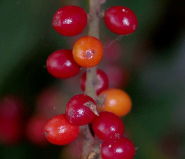 Licuala spinosa SEEDS