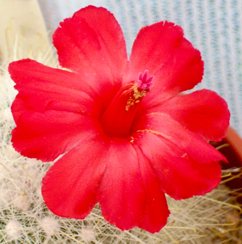 Mammillopsis senilis SEEDS