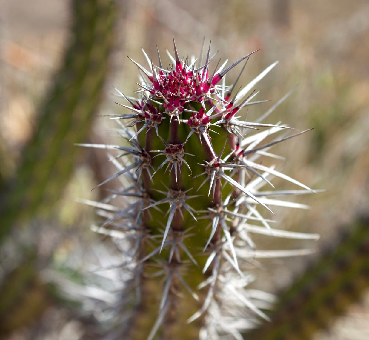 Machaerocereus gummosus SEEDS