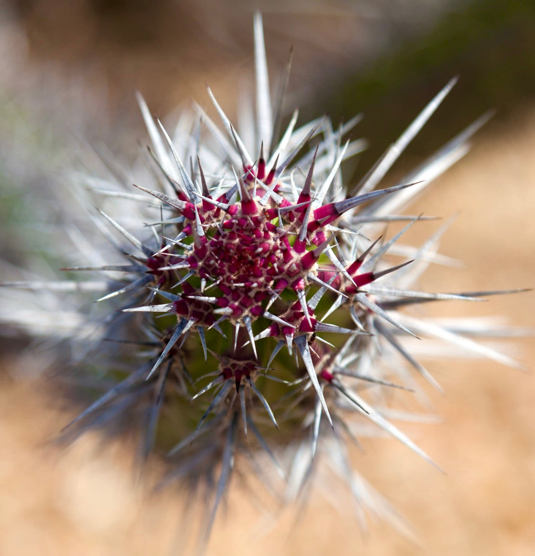 Machaerocereus gummosus SEEDS