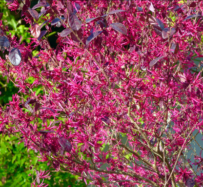 Loropetalum chinense cv. "fire dance"