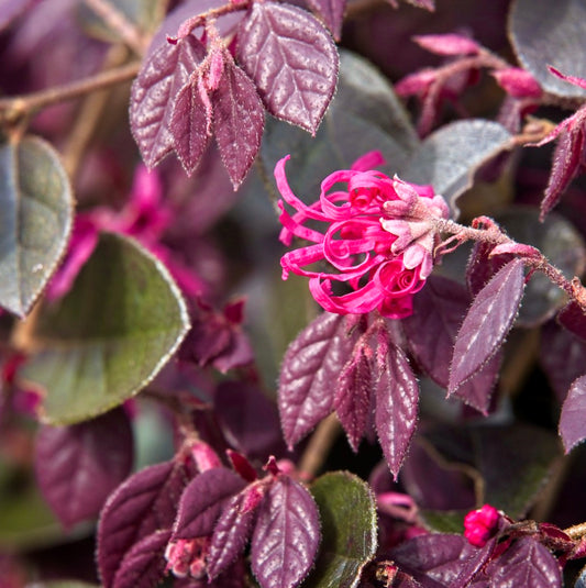 Loropetalum chinense cv. "fire dance"