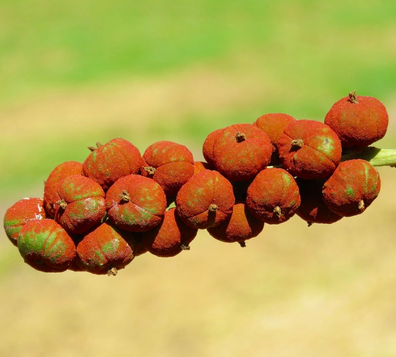 Mallotus philippensis SEEDS