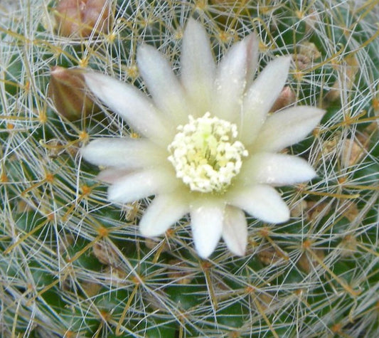 Mammillaria calleana SEEDS