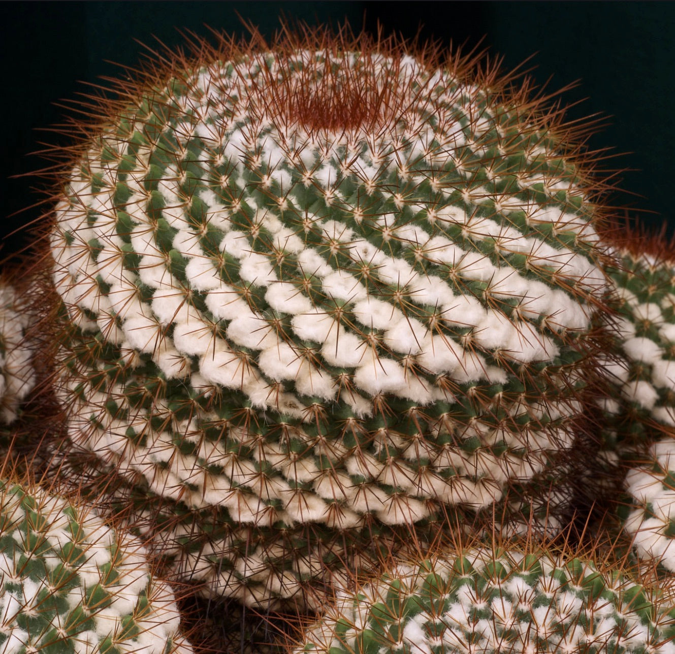 Mammillaria canelensis SEMI