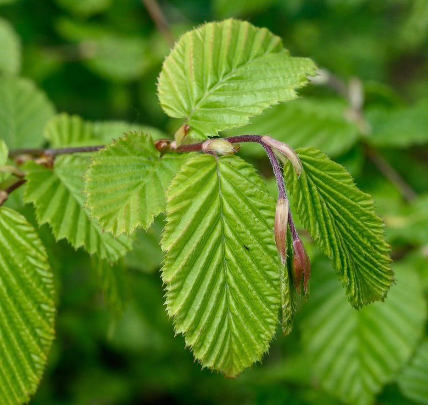 Carpinus betulus SEMI