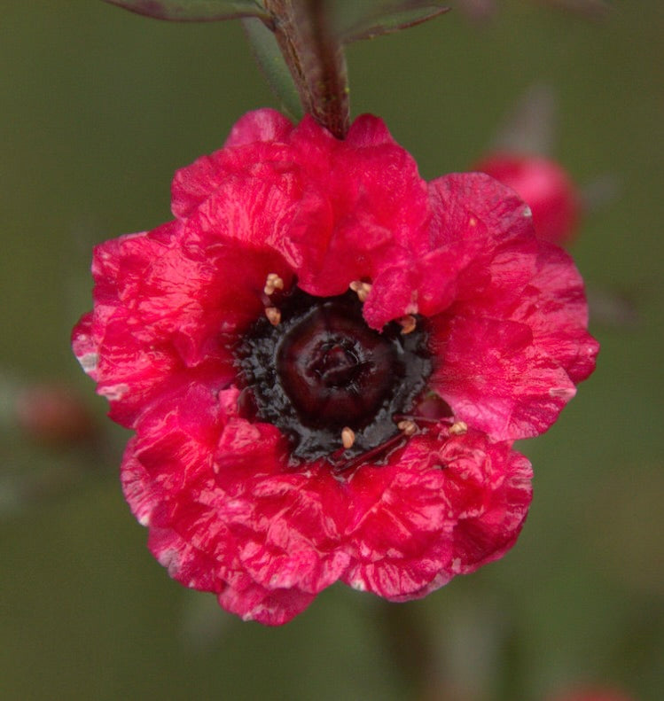 Leptospermum scoparium cv. "red damask" 10-15cm