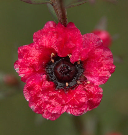 Leptospermum scoparium cv. "red damask" 10-15cm