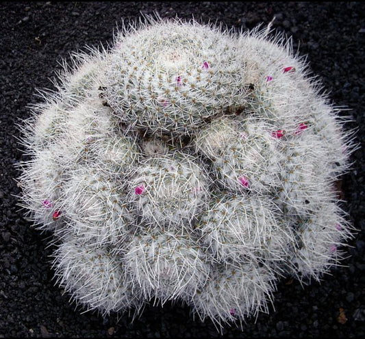 Mammillaria geminispina SEEDS