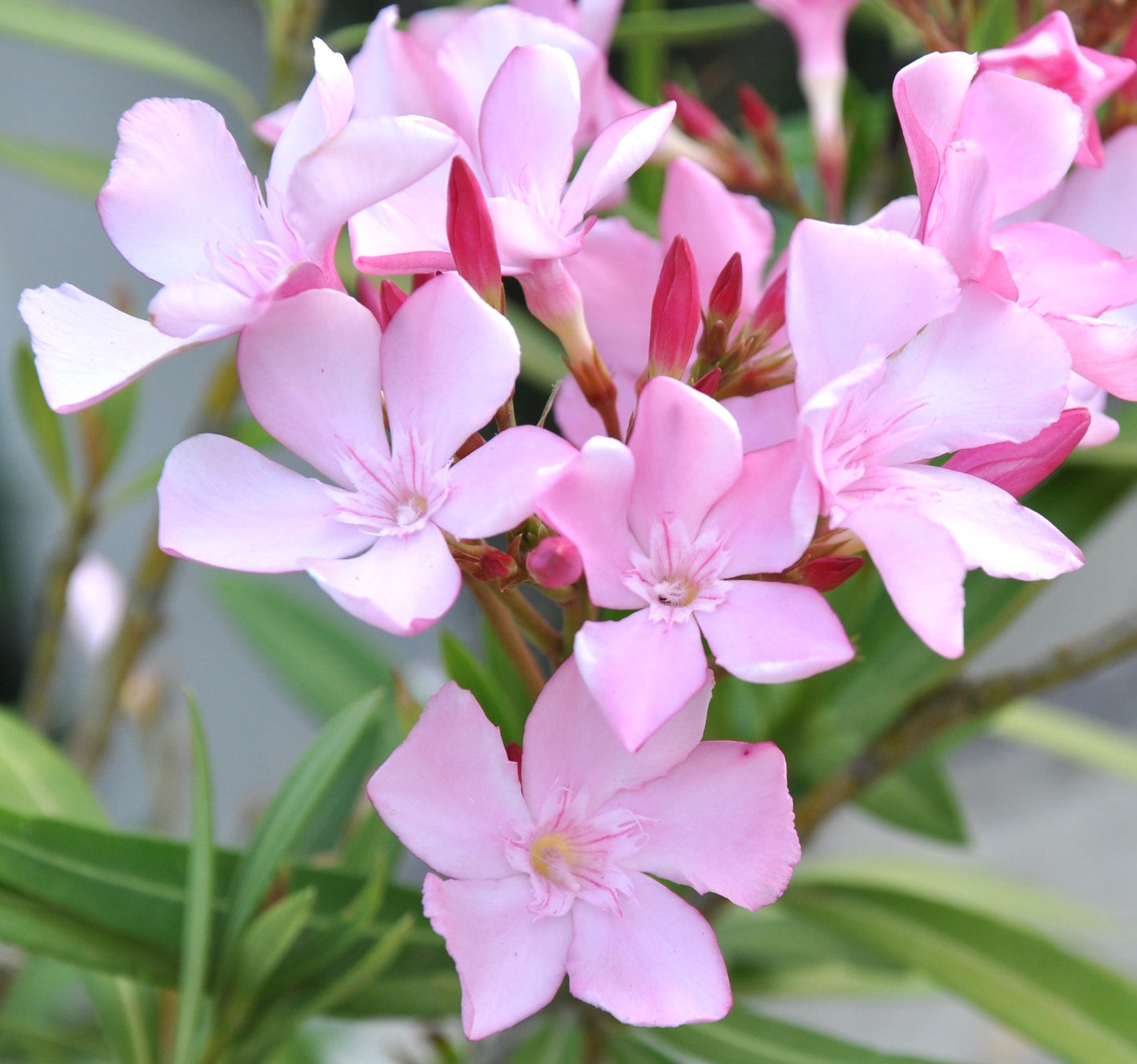 Nerium oleander cv ANNAROSA light pink 20-70cm