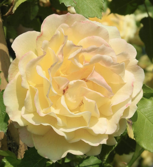 Rosa cv PARK white-yellow (climbing) 20-40cm