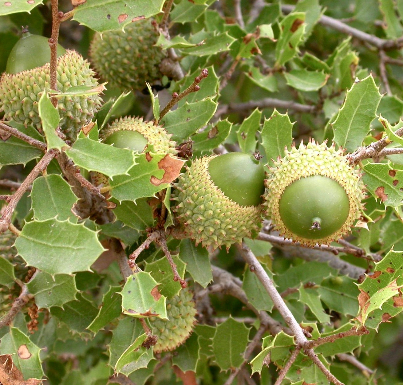 Quercus coccifera 15-25cm