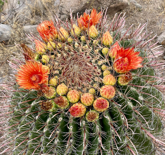 Ferocactus wislizeni ssp. herrerae SEEDS