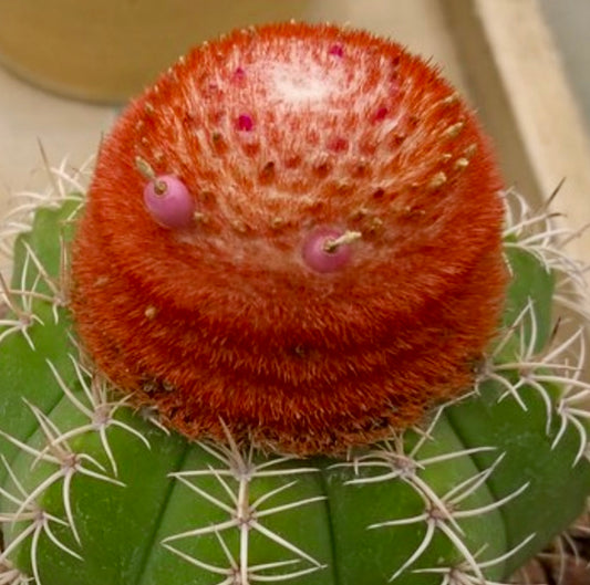 Melocactus matanzanus SEEDS