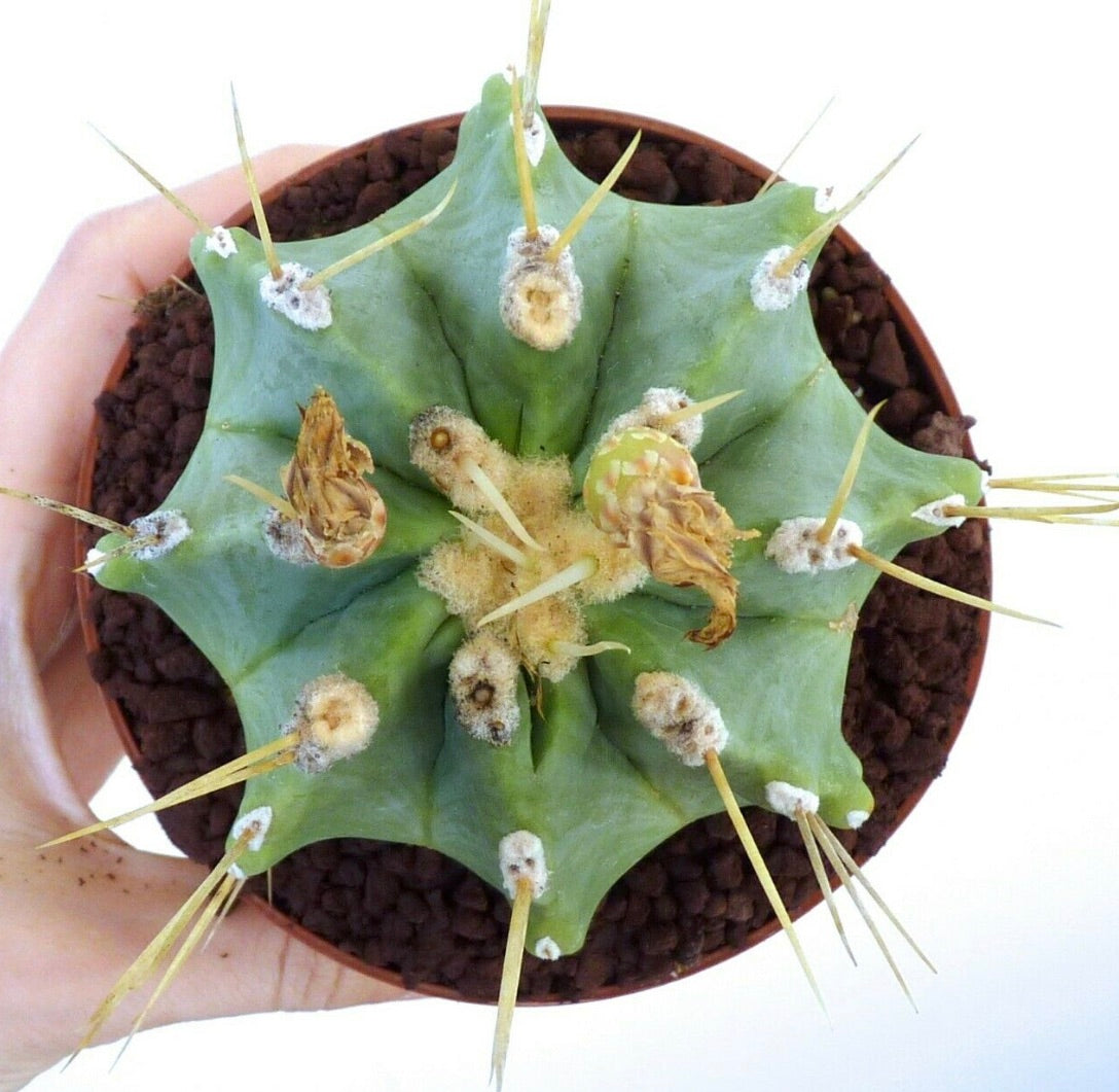 Ferocactus glaucescens var. inermis X var. rectispinus SEMI