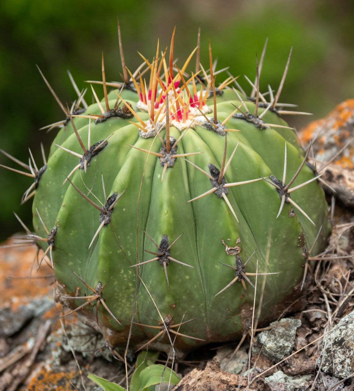 Ferocactus pottsii SEMI