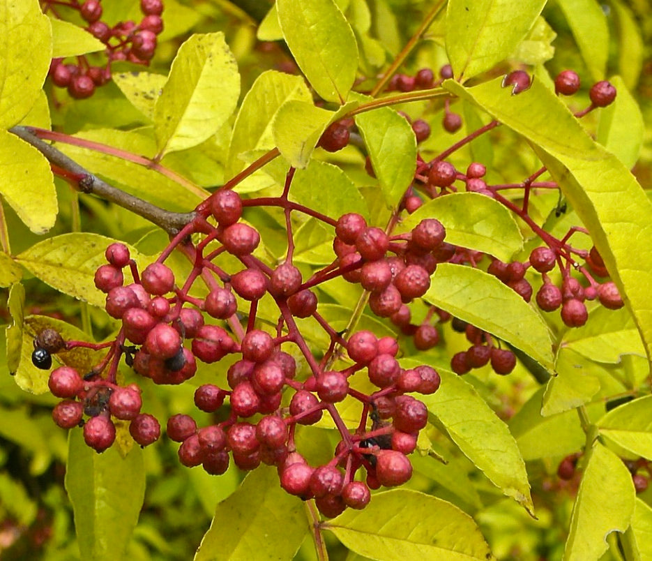 Zanthoxylum simulans 40-60cm